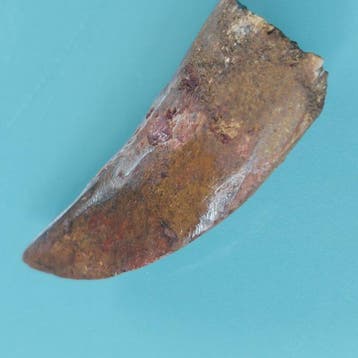 Dinosaurus - Fossiele tand - Carcharodontosaurus sp. - 50 mm