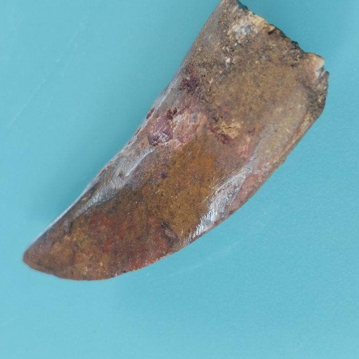 Dinosaurus - Fossiele tand - Carcharodontosaurus sp. - 50 mm, Verzamelen, Mineralen en Fossielen