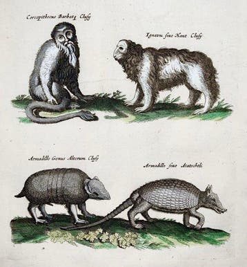 Matthäus Merian (1593-1650) - folio - Bearded Monkey,