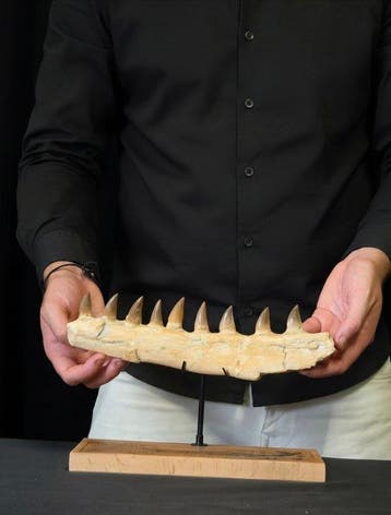 Mosasaurus - Fossiele tand - Mosasaur Jaw Section with Teeth
