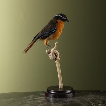 Blauwschouderlawaaimaker Taxidermie Opgezette Dieren By Max, Ophalen of Verzenden, Opgezet dier