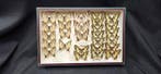 Magic Paléarctique butterflies ex French Amédro collection -, Verzamelen, Dierenverzamelingen, Nieuw