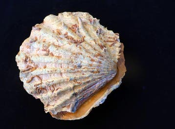 Coquillage fossilisé - Cténostreon - 12 cm - 11 cm, Collections