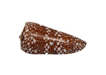 Pièce de collection haut de gamme : Conus nobilis ssp.