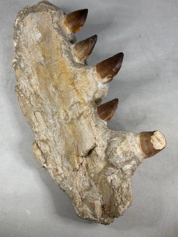 Mosasaurus - Fossiel skelet - Mosasaurus sp. - 29 cm - 14 cm, Verzamelen