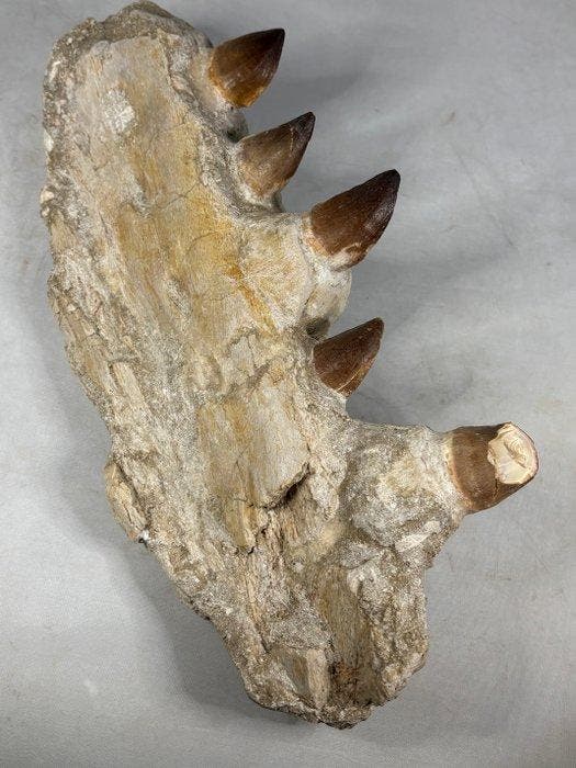 Mosasaurus - Fossiel skelet - Mosasaurus sp. - 29 cm - 14 cm, Verzamelen, Mineralen en Fossielen