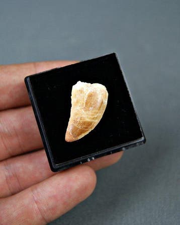 Dinosaurus - Gefossiliseerde slagtand - raptor Dromaeosaurio