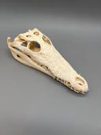 Nijlkrokodil Schedel - Crocodylus niloticus - 6.5 cm - 10 cm