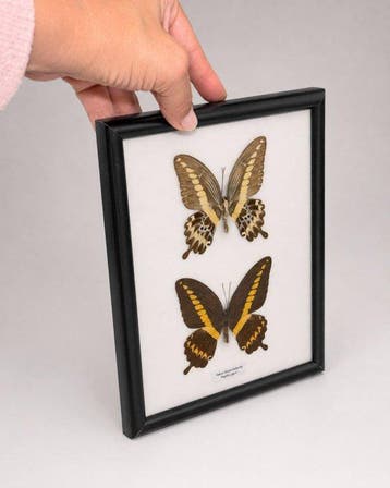 Vlinder Taxidermie wandmontage - Papilio gigon - 25 cm - 20