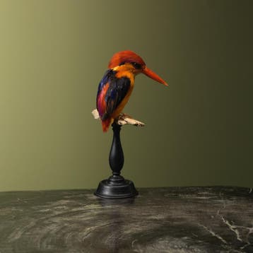 Zwartrugdwergijsvogel Taxidermie Opgezette Dieren By Max, Ophalen of Verzenden, Nieuw, Vogel, Opgezet dier