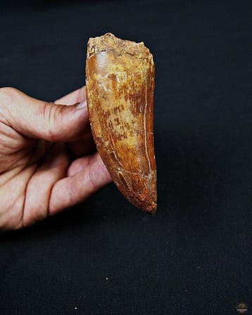 Dinosaurus - Fossiele tand - Carcharodontosaurus saharicus -, Verzamelen