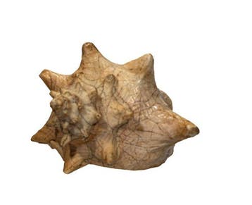 Koninklijke Queen Conch: De iconische grote rivierconch -