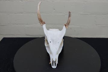 Crâne du munjac de Reeves Crâne - Muntiacus reevesi - 28 cm, Antiquités & Art