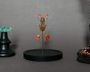 Grenouille Support de corps entier pour taxidermie -
