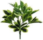 Euphorbia Spray Variegated Boeketvuller