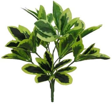 Euphorbia Spray Variegated Boeketvuller