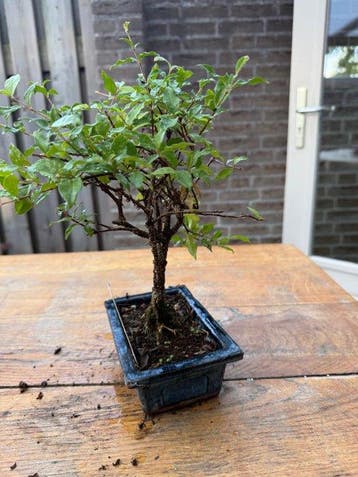 Malpighia glabra - Hoogte (boom): 30 cm - Diepte (boom): 15