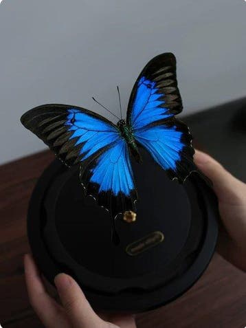 Vlinder Pantser - Papilio ulysses - 21 cm - 17.5 cm - 15.5, Nieuw