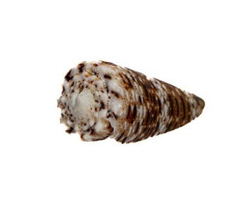 Kies Conus pulicarius (40 mm) - Prachtige met patroon, Nieuw