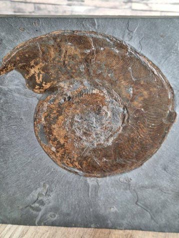Ammoniet - Gefossiliseerd dier - Harpoceras sp. (Zonder