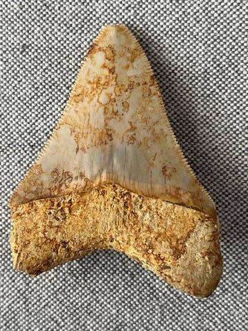 Megalodon-tand 7,5 cm - Fossiele tand - Carcharocles