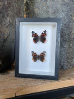 Papillon Support mural pour taxidermie - Vanessa Atalanta -
