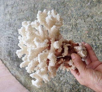 Corail blanc Koraal - Corail Acropora