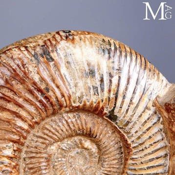Eersteklas fossiel exemplaar - Perisphinctes ammoniet -