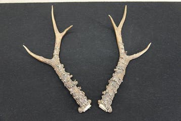 Extra Large Siberian Roebuck antlers Schedel - Capreolus, Verzamelen, Nieuw