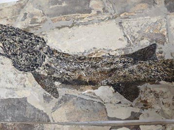 Gefossiliseerd dier - Peipiaosteus sp. - 60 cm - 30 cm