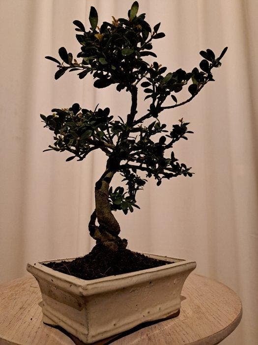 ilex bonsai (japanse hulst) - Hoogte (boom): 24 cm - Diepte, Antiquités & Art, Curiosités & Brocante