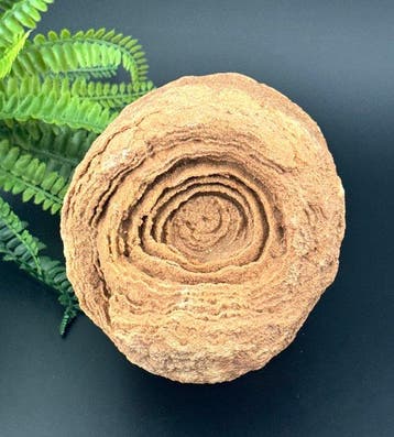 Zeldzaam decoratieve stromatoliet – een van de oudste, Verzamelen