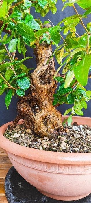 Prebonsai Granado inheems - Hoogte (boom): 40 cm - Diepte, Antiek en Kunst