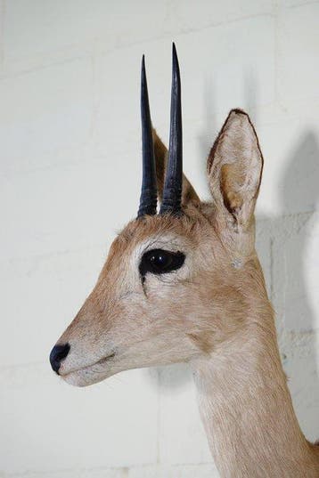 Oribi Schedel - Ourebia ourebi - 28 cm - 50 cm - 20 cm, Nieuw