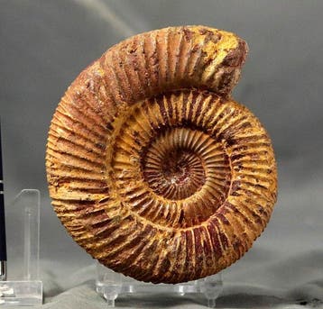 Prachtigste ammoniet met fraaie bewaard toestand -, Verzamelen, Mineralen en Fossielen