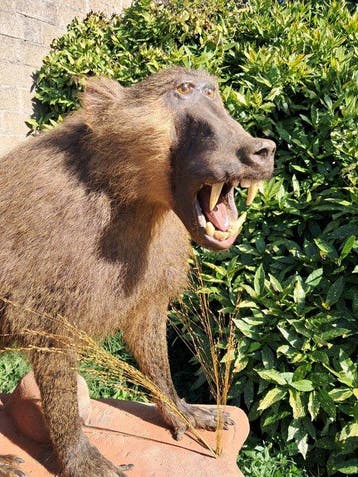 Baviaan Taxidermie volledige montage - Papio ursinus - with, Verzamelen, Nieuw