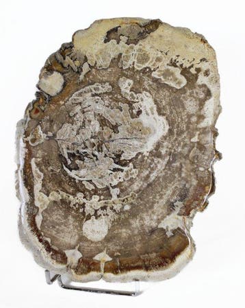 Versteend houtschijven - Gefossiliseerd hout - Dipterocarpus
