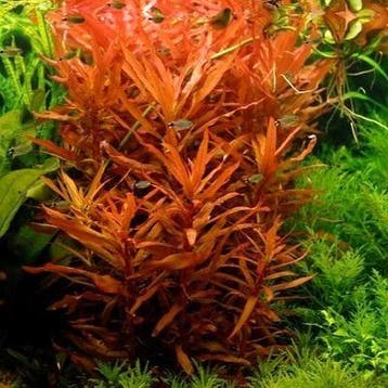 Ammania Senegalensis In vitro, Verzenden, Nieuw