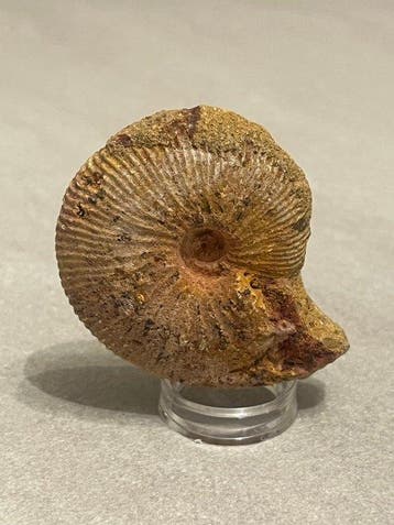 Ammonite - Coquillage fossilisé - 5.6 cm (Sans prix de, Verzamelen