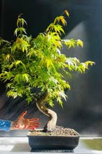 Japanese maple bonsai (Acer palmatum) - Hauteur (arbre) : 75