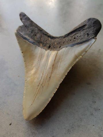 Megalodon - Fossiele tand - 10.7 mm - 85 mm