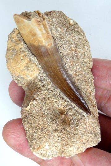 Plesiosaurus-tand - Fossiele tand - Zafarasaura oceanis -
