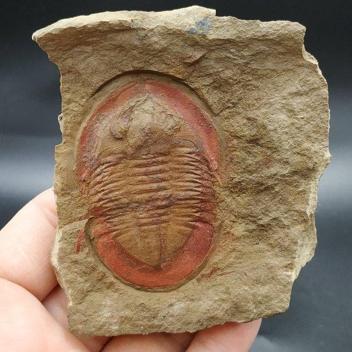 Trilobiet - Gefossiliseerd dier - Asaphellus fezouataensis, Collections, Minéraux & Fossiles
