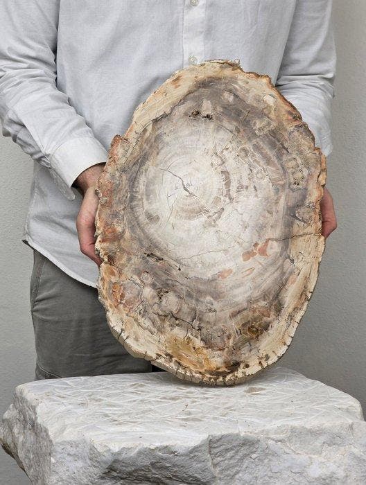 Fossiel hout - Gefossiliseerd hout - 42 cm - 30 cm, Verzamelen, Mineralen en Fossielen