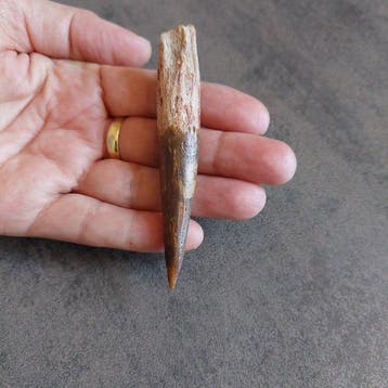 Dinosaurus - Fossiele tand - Spinosaurus aegyptiacus - 88 mm