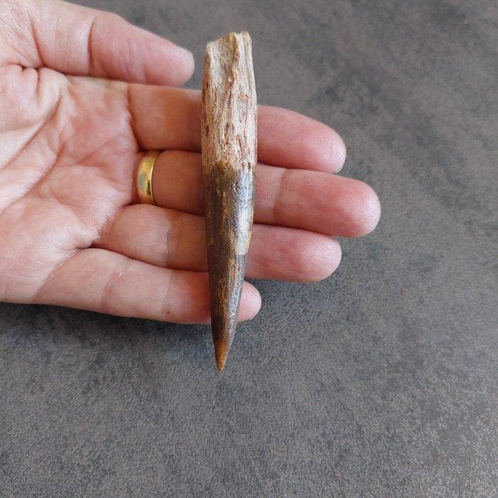Dinosaurus - Fossiele tand - Spinosaurus aegyptiacus - 88 mm, Verzamelen, Mineralen en Fossielen