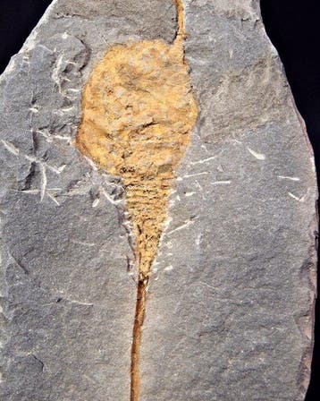 Echinoderm - Gefossiliseerd dier - Carpoideo exclusivo