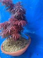 Drietand Esdoorn (Acer Buergerianum) - Hoogte (boom): 35 cm