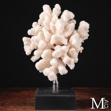 Natuurlijke Pocillopora meandrina wit koraal met een fijne