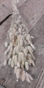 Lagurus droogbloemen, Huis en Inrichting, Woonaccessoires | Kunstplanten en Kunstbloemen, Nieuw